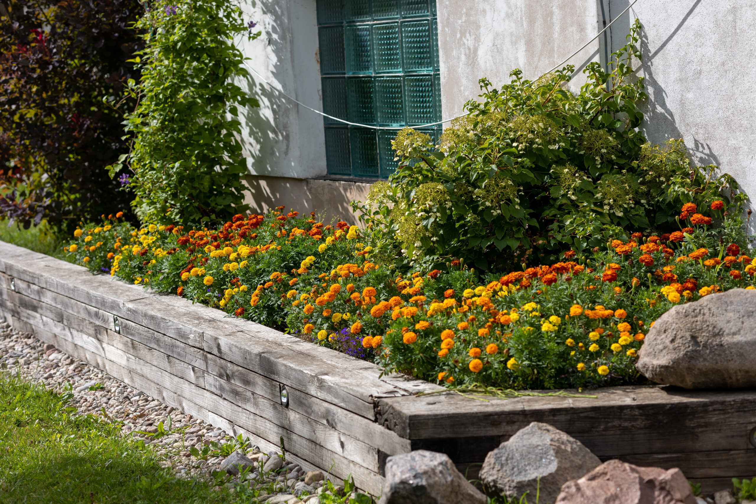 beautiful rustic flowerbed of Marigold flowers