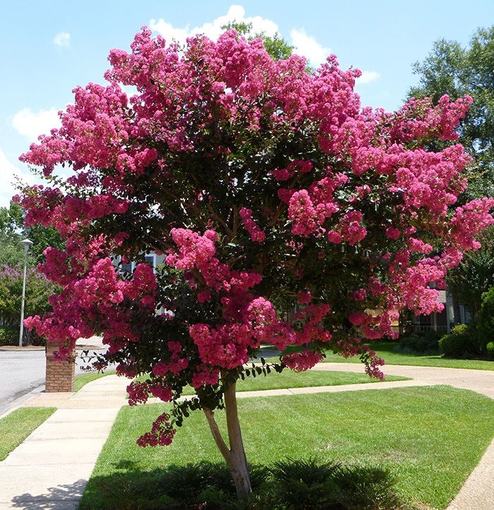 Tree and Shrub Maintenance Abilene TX